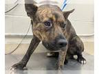 Dutch Shepherd Mix DOG FOR ADOPTION RGADN-1269629 - SIR CINNAMONROLL - Dutch