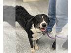 Borador DOG FOR ADOPTION RGADN-1269636 - TILLY - Border Collie / Labrador