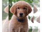 Golden Retriever DOG FOR ADOPTION RGADN-1269640 - Bailey - Golden Retriever Dog