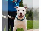 American Pit Bull Terrier DOG FOR ADOPTION RGADN-1269648 - NIKO - American Pit