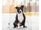 American Staffordshire Terrier DOG FOR ADOPTION RGADN-1269651 - *SNOOPY -