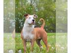 American Pit Bull Terrier Mix DOG FOR ADOPTION RGADN-1269652 - NOVA - American