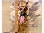 German Shepherd Dog DOG FOR ADOPTION RGADN-1269655 - *SHAUNEY - German Shepherd