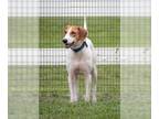 American Foxhound DOG FOR ADOPTION RGADN-1269659 - *GINGER - American Foxhound