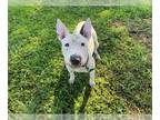 Bull Terrier-Chinese Shar-Pei Mix DOG FOR ADOPTION RGADN-1269703 - TARGET - Bull