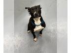 American Pit Bull Terrier Mix DOG FOR ADOPTION RGADN-1269720 - MCENTIRE - Pit
