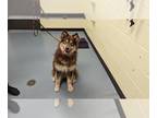 Alaskan Malamute Mix DOG FOR ADOPTION RGADN-1269721 - OSO - Alaskan Malamute /