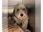 Shih Tzu Mix DOG FOR ADOPTION RGADN-1269735 - A768692 - Shih Tzu / Mixed (medium