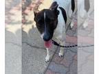 Labrador Retriever Mix DOG FOR ADOPTION RGADN-1269736 - UNKNOWN - Labrador