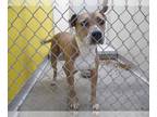 Boxer Mix DOG FOR ADOPTION RGADN-1269737 - EMMIE - Boxer / Mixed (medium coat)