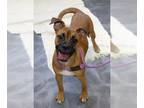 Boxer DOG FOR ADOPTION RGADN-1269749 - Napoleon - Boxer Dog For Adoption
