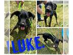 Mastiff DOG FOR ADOPTION RGADN-1269757 - Luke- NN - Mastiff / Labrador Retriever