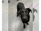 Shepradors DOG FOR ADOPTION RGADN-1269762 - SCYLLA - Labrador Retriever / German