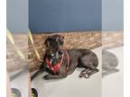 Great Dane DOG FOR ADOPTION RGADN-1269776 - HARLEY - Great Dane (medium coat)