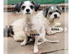 Shih Tzu Mix DOG FOR ADOPTION RGADN-1269781 - Ezra & Sasha- Bonded Pair - Shih