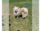 Pomeranian-Spaniel Mix DOG FOR ADOPTION RGADN-1269784 - Janet - Pomeranian /