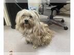 Havanese Mix DOG FOR ADOPTION RGADN-1269794 - A515158 - Havanese / Mixed (medium