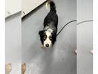 Border-Aussie DOG FOR ADOPTION RGADN-1269795 - CHESTER - Border Collie /