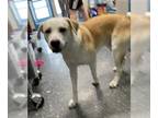 Labrador Retriever Mix DOG FOR ADOPTION RGADN-1269796 - GLENDALE - Labrador