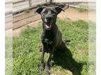 Labrador Retriever Mix DOG FOR ADOPTION RGADN-1269800 - MARY JANE - Labrador