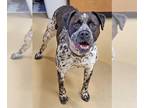 American Staffordshire Terrier-German Shorthaired Pointer Mix DOG FOR ADOPTION