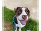 American Pit Bull Terrier-Basset Hound Mix DOG FOR ADOPTION RGADN-1269827 -