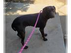 German Shorthaired Pointer Mix DOG FOR ADOPTION RGADN-1269850 - *FANTA - German