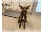 Australian Kelpie Mix DOG FOR ADOPTION RGADN-1269875 - FALCON - Australian