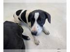 Labrador Retriever Mix DOG FOR ADOPTION RGADN-1269904 - TOAD* - Labrador