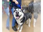 Mix DOG FOR ADOPTION RGADN-1269917 - ALASKA - Husky (medium coat) Dog For