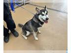 Mix DOG FOR ADOPTION RGADN-1269918 - LAVENDER - Husky (medium coat) Dog For