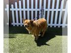 Chow Chow Mix DOG FOR ADOPTION RGADN-1269932 - *WILLOW - Chow Chow / Mixed