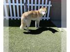 Mix DOG FOR ADOPTION RGADN-1269933 - *WINTER - Husky (medium coat) Dog For
