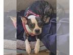 Boston Terrier DOG FOR ADOPTION RGADN-1269982 - Pickles - Boston Terrier Dog For