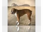 Boxer DOG FOR ADOPTION RGADN-1270014 - Toby III - Boxer Dog For Adoption