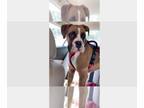 Boxer DOG FOR ADOPTION RGADN-1270015 - Paco - Boxer Dog For Adoption