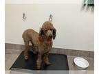 Poodle (Standard) DOG FOR ADOPTION RGADN-1270034 - TIGER - Poodle (Standard)