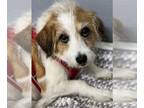 Jack Russell Terrier Mix DOG FOR ADOPTION RGADN-1270047 - Frodo - Jack Russell