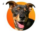 Shepweiller DOG FOR ADOPTION RGADN-1270052 - PR 56 Gator - Rottweiler / German