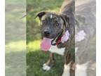 American Staffordshire Terrier-Mountain Cur Mix DOG FOR ADOPTION RGADN-1270057 -