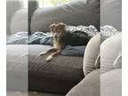 Dachshund DOG FOR ADOPTION RGADN-1270066 - Sally - Dachshund Dog For Adoption