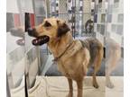 German Shepherd Dog Mix DOG FOR ADOPTION RGADN-1270086 - BRUTUS - German