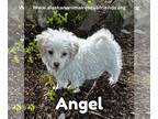 Toy Fox Terrier Mix DOG FOR ADOPTION RGADN-1270115 - Angel - Toy Fox Terrier /