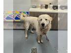 Great Pyrenees DOG FOR ADOPTION RGADN-1270145 - EARL - Great Pyrenees (medium