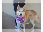 Huskies Mix DOG FOR ADOPTION RGADN-1270160 - Dakota - Husky / Mixed Dog For