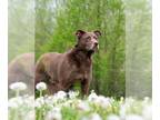 Labrador Retriever DOG FOR ADOPTION RGADN-1270166 - HERSHEY - Labrador Retriever