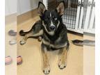 German Shepherd Dog-Siberian Husky Mix DOG FOR ADOPTION RGADN-1270172 - SCOUT -