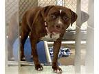 American Pit Bull Terrier Mix DOG FOR ADOPTION RGADN-1270174 - FIONA - Pit Bull