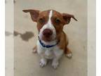 American Pit Bull Terrier Mix DOG FOR ADOPTION RGADN-1270178 - HONEY BUN - Pit