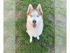 Mix DOG FOR ADOPTION RGADN-1270180 - EMMA - Husky (medium coat) Dog For